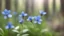 Placeholder: small blue flowers of a forest plant in the spring forest in the morning , blurred background