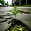 Placeholder: A plant sticking out of the asphalt crack