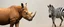 Placeholder: cow rhino horse zebra