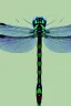 Placeholder: Damselfly detailed intricate