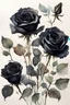 Placeholder: watercolor drawing of black roses