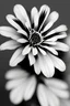 Placeholder: a flower using only black white and grey