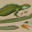 Placeholder: technical illustration of an iguana, botanical illustration, scientific illustration, highly detailed, marginalia