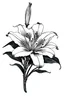 Placeholder: tattoo design drawing of lilys