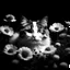 Placeholder: colorless cat between seeds and big flowers black background .black and white