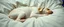Placeholder: albino hot dog sleeping in bed