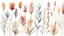 Placeholder: colorful Dried plants in a row filled the area in style of watercolor on a white background