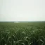 Placeholder: Melancholic, ultra-realistic photograph of a vast field swaying gently in the wind, delicate green stalks moving like waves, soft light of a clean sky, subtle haze in the distance, a lonely river glimmers faintly between the fields, atmosphere of quiet sadness and timeless beauty, cinematic, hyper-detailed, emotional and mesmerizing