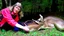 Placeholder: lady givig CPR on deer