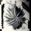 Placeholder: draw a pencil sketch where a balanced arrangement of smoke patterns and crushed weed leaves fills the entire canvas, with symmetrical elements radiating from a central focal point.