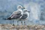 Placeholder: watercolor painting of seagulls in sand, pen line sketch and watercolor painting ,Inspired by the works of Daniel F. Gerhartz, with a fine art aesthetic and a highly detailed, realistic style