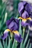 Placeholder: two iris buds, macro shooting