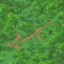 Placeholder: escena de un sendero en la mitad de una jungla mirado desde arriba como mapa de un juego en pixel art