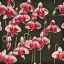 Placeholder: a highly detailed painting of Dracula orchid, seamless pattern, Romanticism, high resolution, oil on canvas