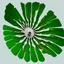 Placeholder: i want you to generate a logo for a new company named "SpiniLeaf" or Spinny Leaf. Something resembeling a spinning leaf, no words, HQ, digital art