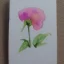 Placeholder: tiny watercolor of single long stem pressed flower, etsy, white parchment