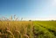 Placeholder: a short wild grass clearing next to an ideal farm field, sunny day, product photo setting, mid-level horizon, low drone photo