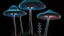 Placeholder: tall narrow delicate detailed mushrooms, with umbrella caps, phosphorescence glowing in the night