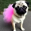 Placeholder: pug wearing a tutu