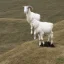 Placeholder: goat on a hill