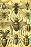 Placeholder: vintage, gothic, steampunk drawings of insects, sepia toned