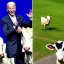 Placeholder: joe biden as a cow