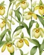 Placeholder: yellow lady slipper flower centeredon a white background