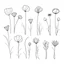 Placeholder: set of grow wind flower on the grace, SIMPLE ONE lineS art, white background, minimalis, different view, only white bakcground solid.