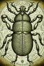 Placeholder: gothic, steampunk drawings of a beetle, sepia-toned