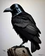 Placeholder: crow, style Isabel Kreitz, pencil drawing, perfect pupils