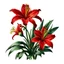 Placeholder: Western Red Lily illustration on white background, vignette