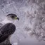 Placeholder: portrait of a bird of prey, feathers, extremely sharp detail, finely tuned detail, ultra high definition, 8 k, unreal engine 5, ultra sharp focus, winter ambiance