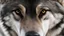 Placeholder: close up image of wolf