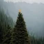 Placeholder: isolated christmas tree in the middle of mountain