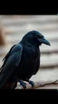 Placeholder: a crow, realistic , pro photography , high quality, and cenmatic scene