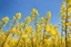 Placeholder: clear blue sky for top half, across Middle is canola flowers with green canola stems branches and leaves below, rapeseed sharp focus, realistic