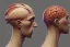 Placeholder:  human brain,