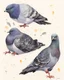 Placeholder: Pigeon. painting