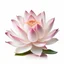Placeholder: beautiful pink lotus flower on a white background