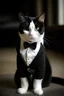 Placeholder: very cute white cat wearing a black wedding suit