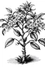 Placeholder: Tangerine tree with flower, leaf, black white drawing