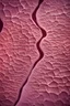 Placeholder: Human skin under the microscope