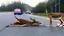 Placeholder: upset lady tries to revive deer on the highway using CPR or Mouth to Mouth