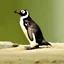 Placeholder: An equatorial penguin.