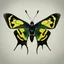 Placeholder: Ornithoptera