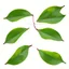 Placeholder: unconnected cherry-plum leaves with jagged edges on a white background, top right is 2 leaves overlapping, stock image