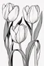 Placeholder: outline art for Spring: Tulips , White background. sketch style, clean line art, white background, no shadow and clear