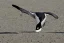 Placeholder: penguin flying in the sky with his two wings