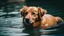 Placeholder: a swimming dog