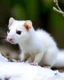 Placeholder: snow weasel